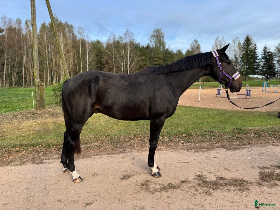 Hoppning hästar till salu: Young Horses - Annons 2