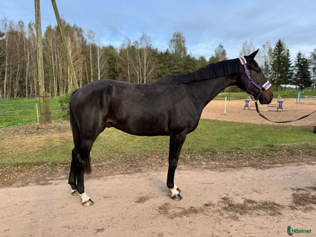 Hoppning hästar till salu: Young Horses - Annons 2