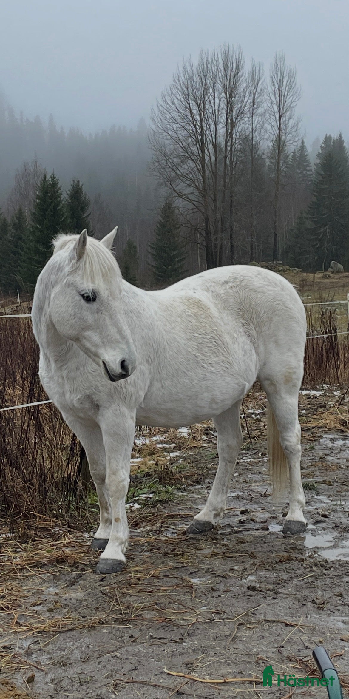  hästar Valack  i Sundsvall - Annons 9