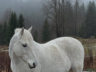 hästar Valack i Sundsvall - Annons 9