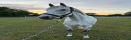 Allround hästar till salu: Lyxig allroundhäst i Backaryd - Annons 3