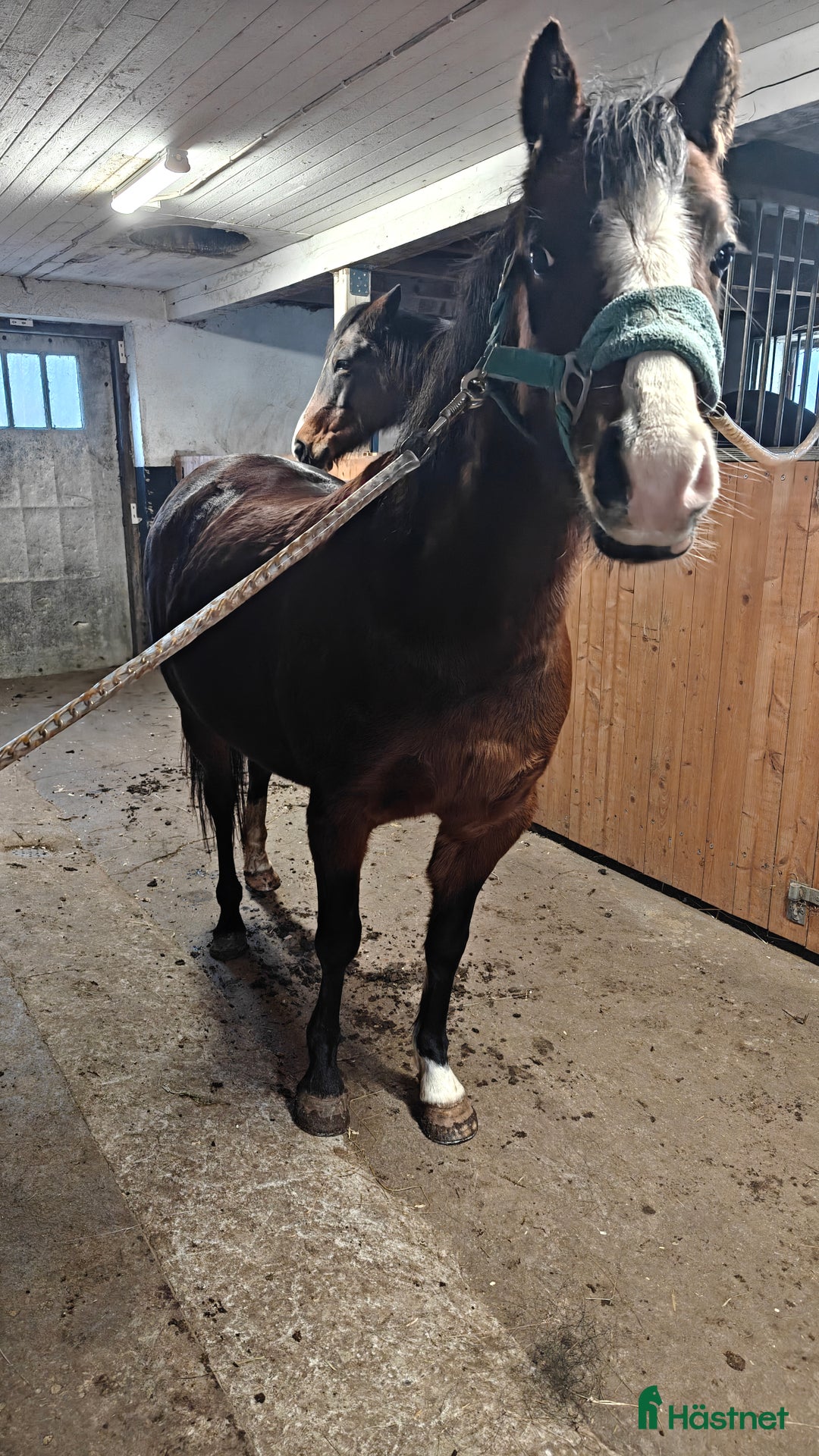 Allround hästar till salu: Fin ponny att fortsätta forma - Annons 2