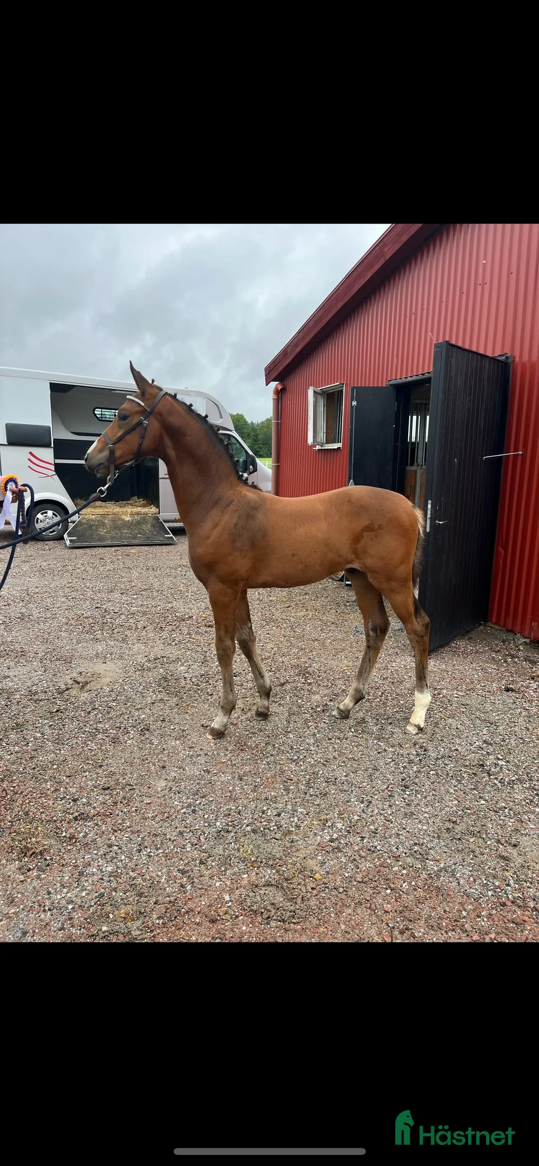 Avelshästar hästar till salu: Fint avelssto i Västerås - Annons 4
