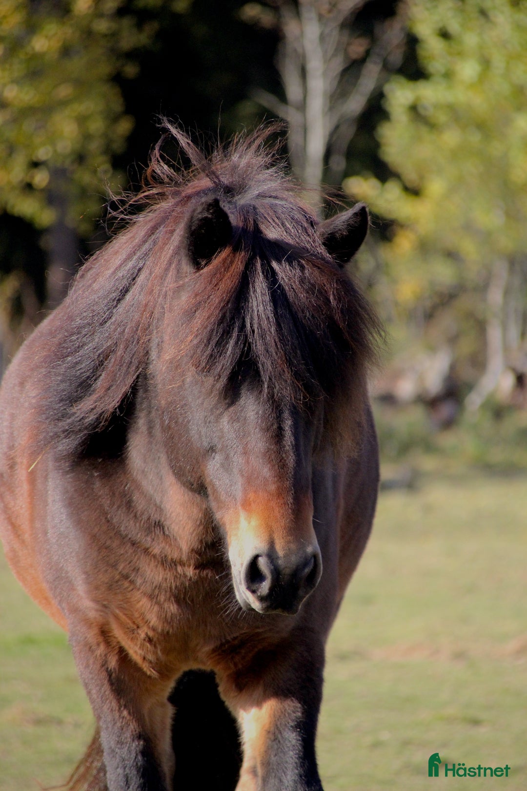 Sällskap hästar till salu: Sällskapshäst söker sitt föralltid hem i Rimbo - Annons 2