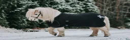 Allround hästar till salu: Världens finaste lilla kille - Annons 9