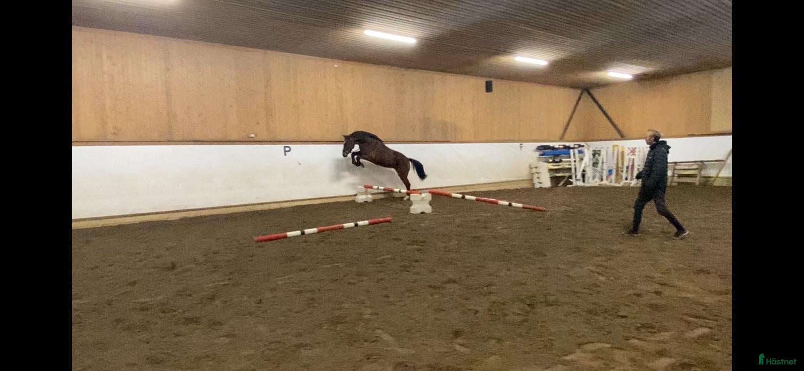  hästar Välstammad 4 åring  - Annons 9