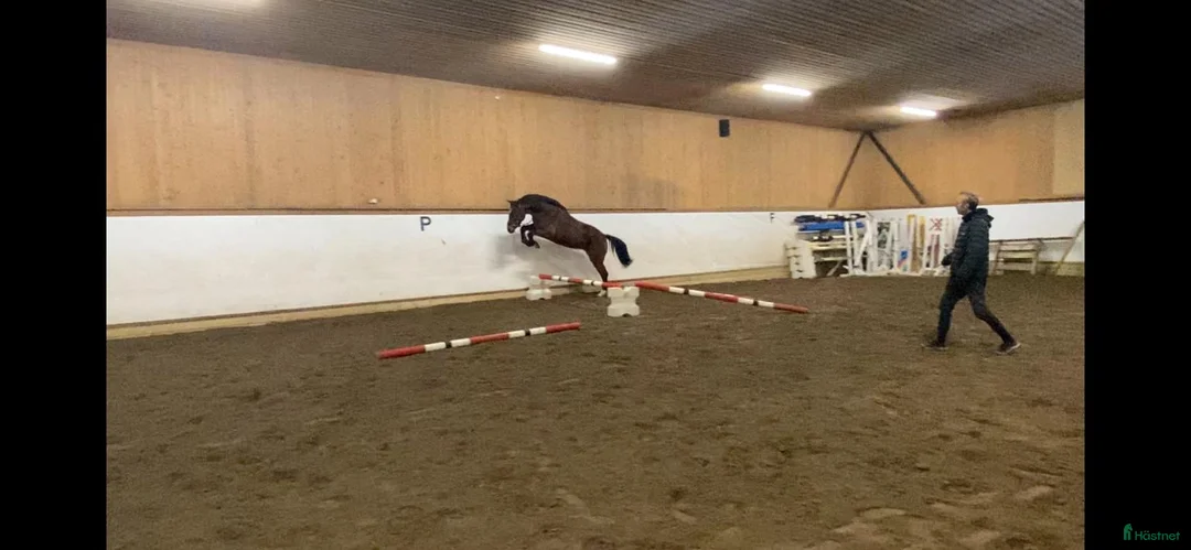 Hoppning hästar till salu: Välstammad 4 åring  - Annons 1