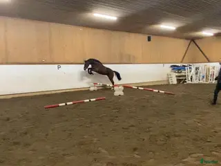 hästar Välstammad 4 åring - Annons 9