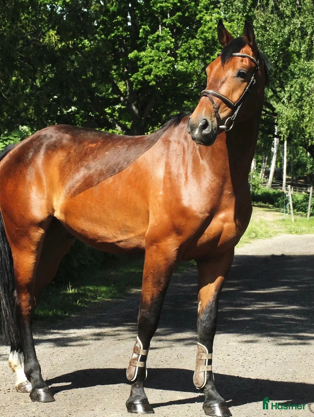 Allround hästar till salu: Trevlig valack - Annons 2