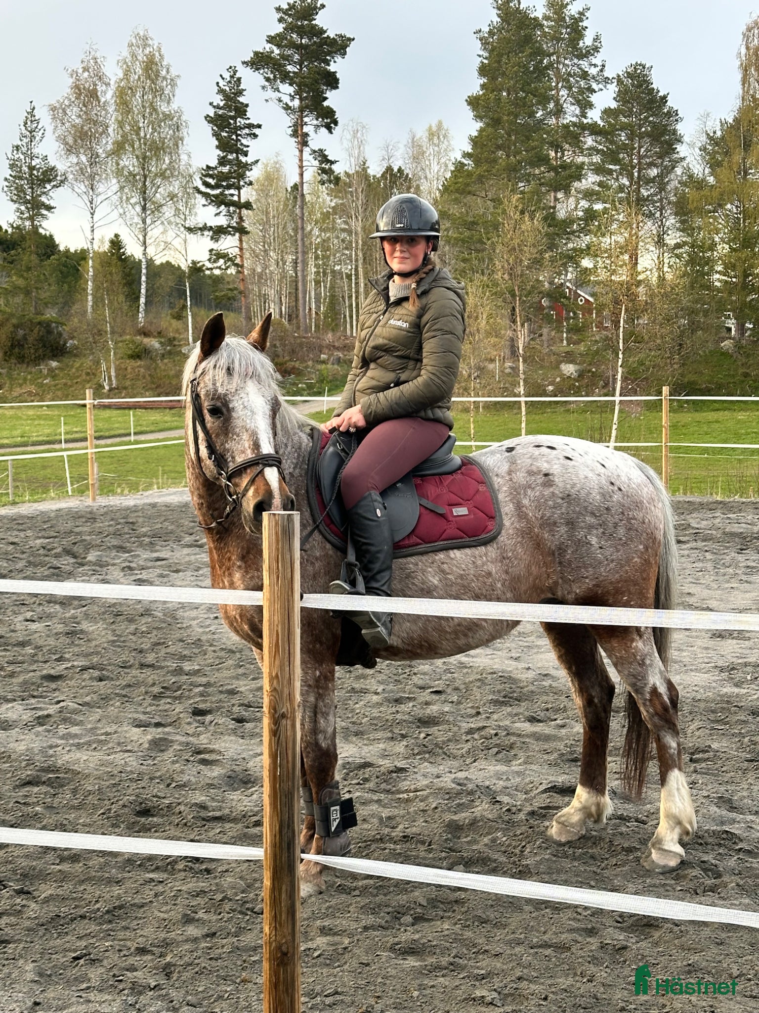  hästar Intressekoll på en riktig guldkille🤎 - Annons 12