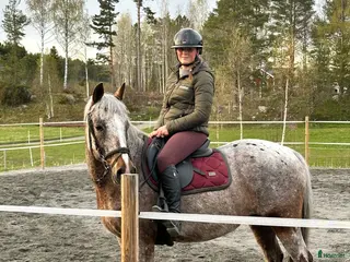 hästar Intressekoll på en riktig guldkille🤎 - Annons 12