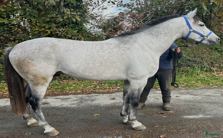  hästar i Nacka - Annons 15