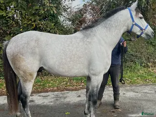 hästar Hingst Arabian i Nacka - Annons 17