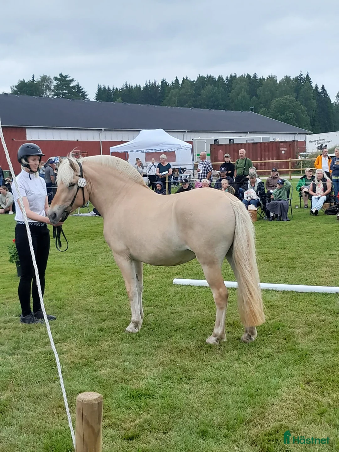 Körning hästar till salu: Fjordsto  i Gnosjö - Annons 5