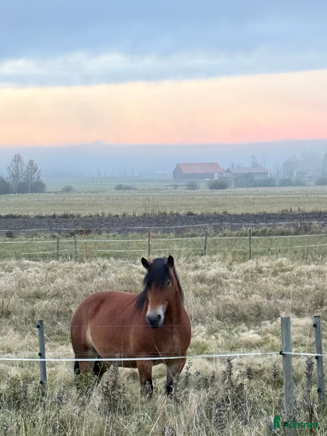 Allround hästar till salu: Stort sto med potential - Annons 2