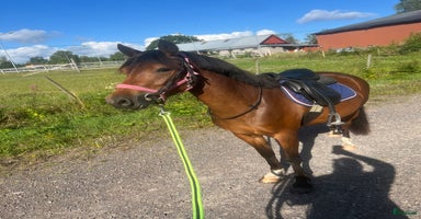  hästar i Nybro - Annons 8