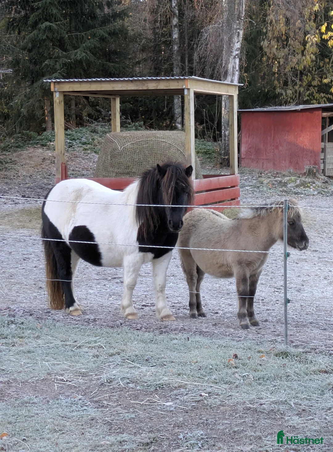 Allround hästar till salu: Härlig kille. i Edsbyn - Annons 5