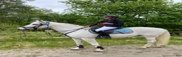 Allround hästar till salu: Underbar D-ponny - Annons 3