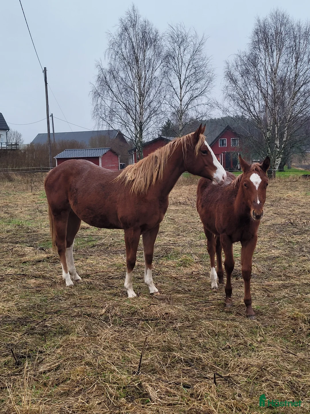Western hästar till salu: Framtida tävlingshäst för högre klasser i Uppsala - Annons 5