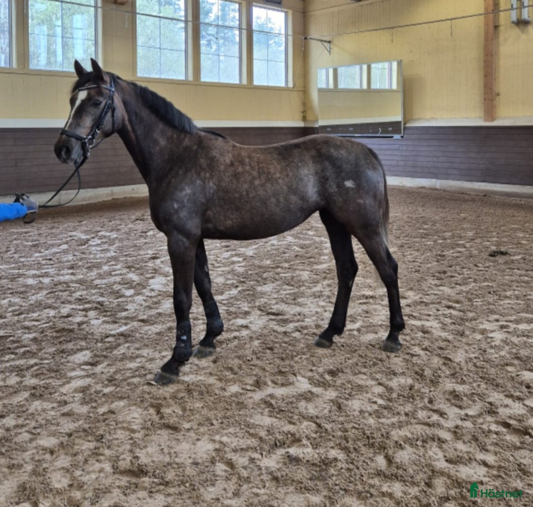 Hoppning hästar till salu: Framtida stjärna i Jönåker - Annons 3