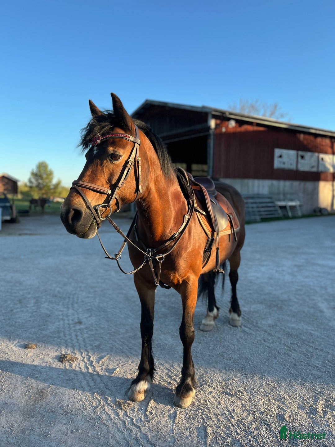 Allround hästar till salu: Fantastiskt Sto söker nytt och rätt hem i Rättvik - Annons 4