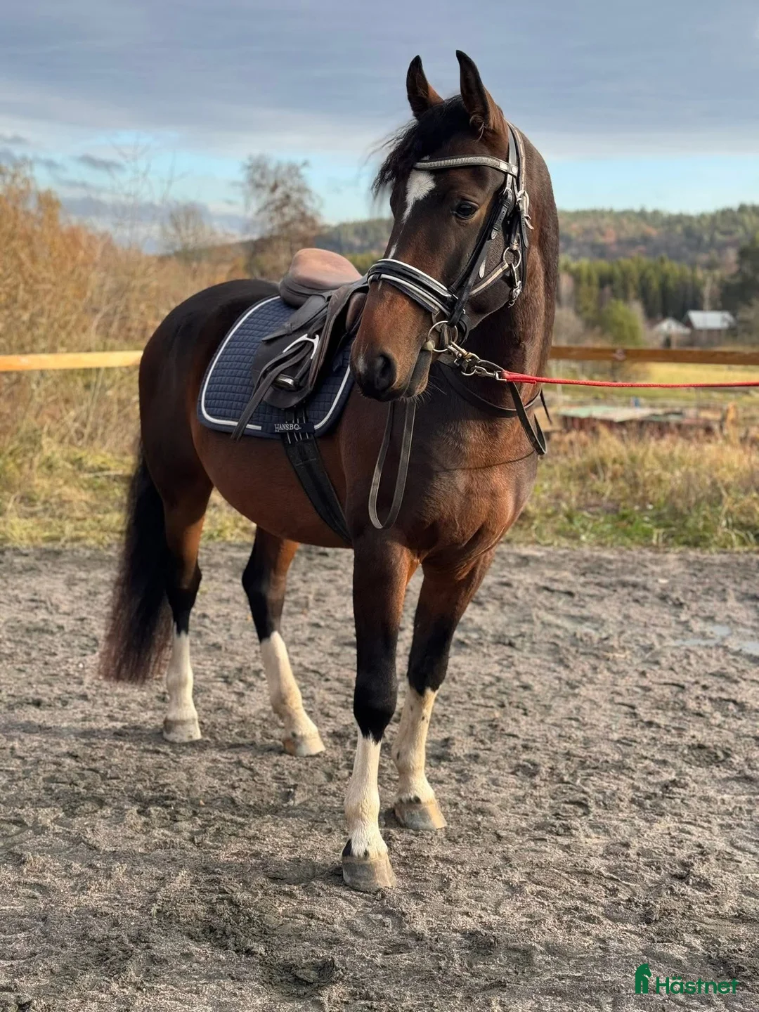 Allround hästar till salu: Lovande Lipizzaner valack - Annons 4