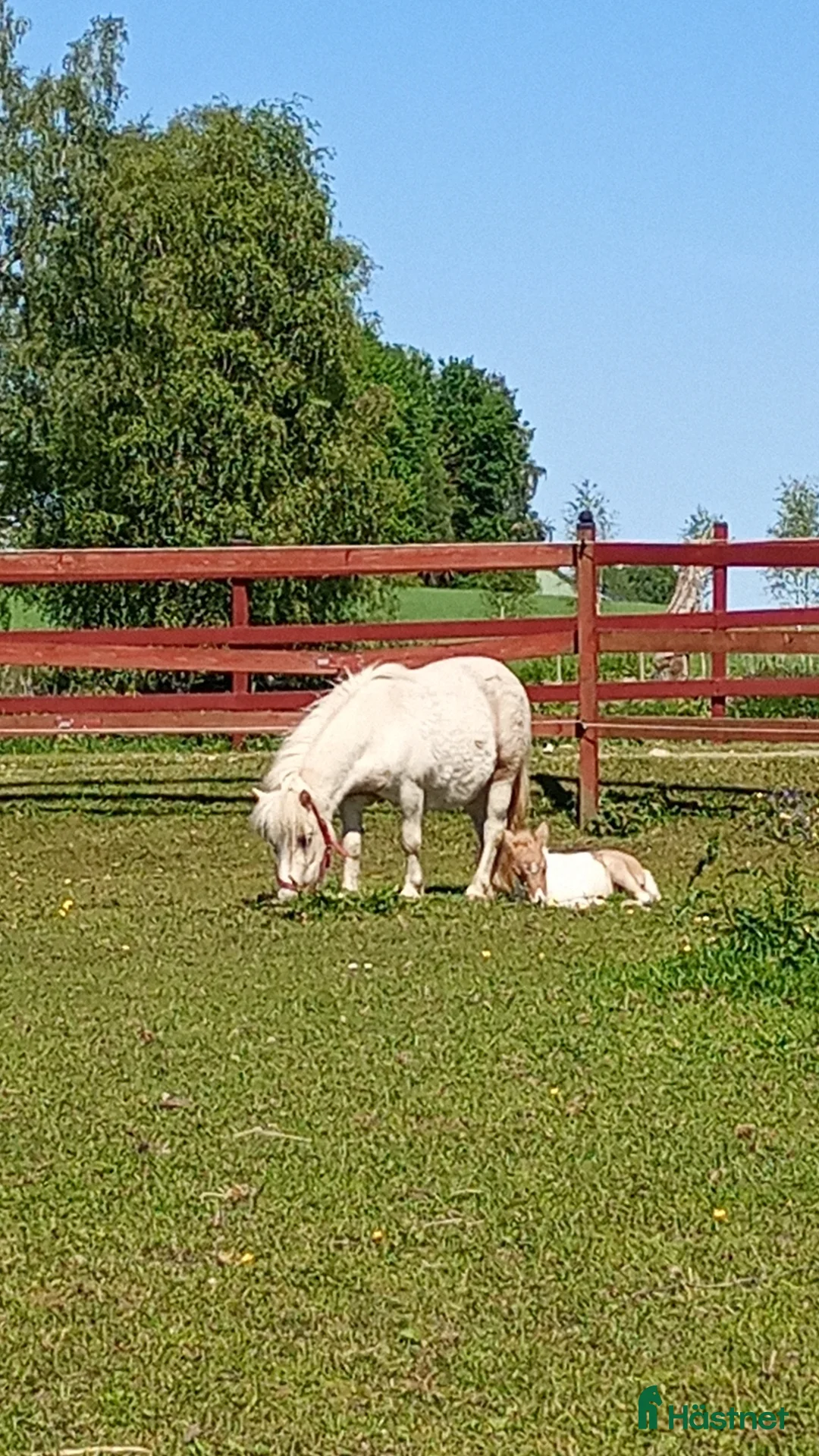 Sällskap hästar till salu: Intressekoll ministo i Falköping - Annons 4