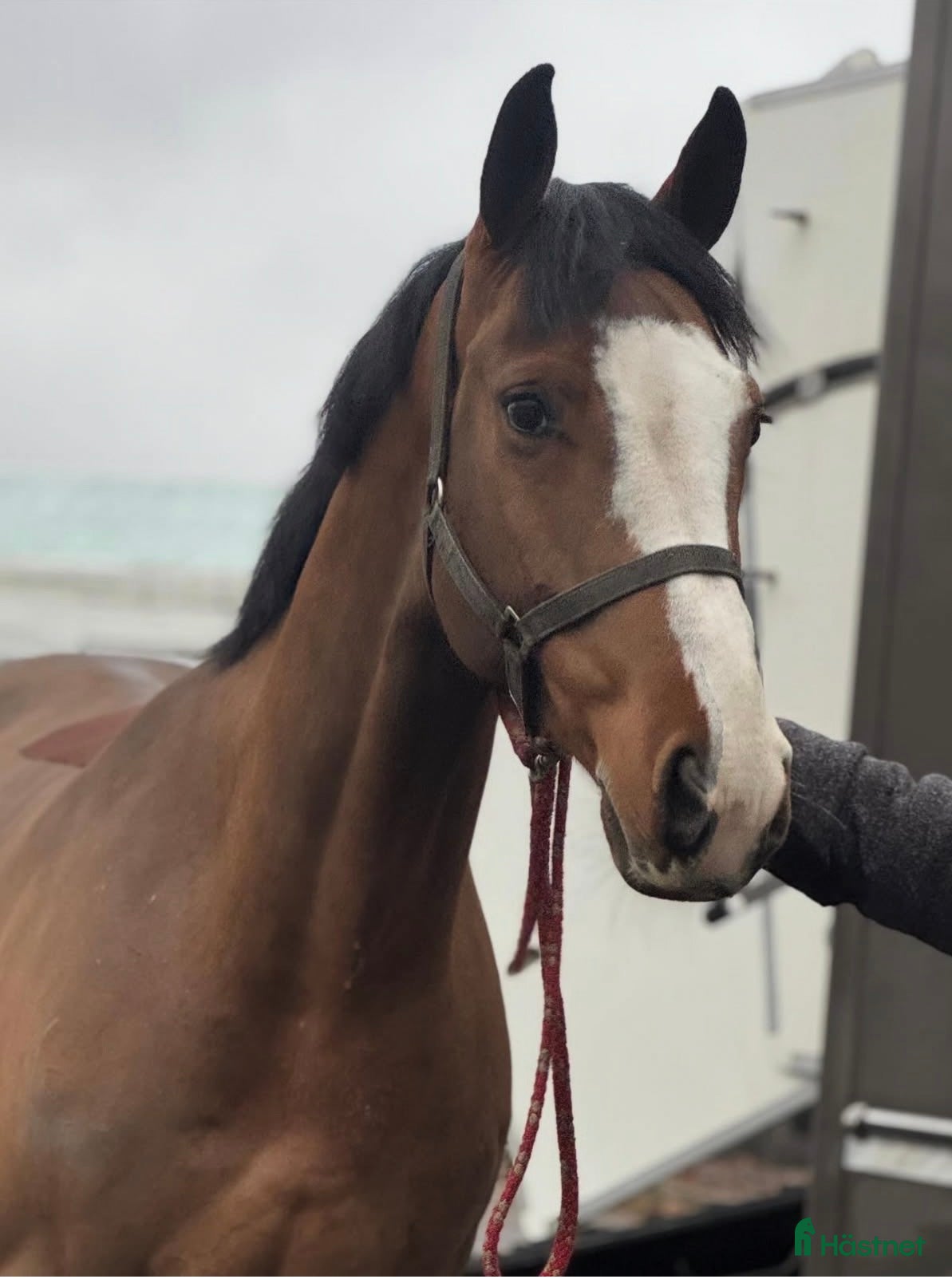 Allround hästar till salu: Snygg valack i Hindås - Annons 1