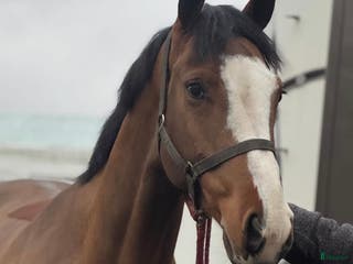 hästar Snygg valack i Hindås - Annons 8