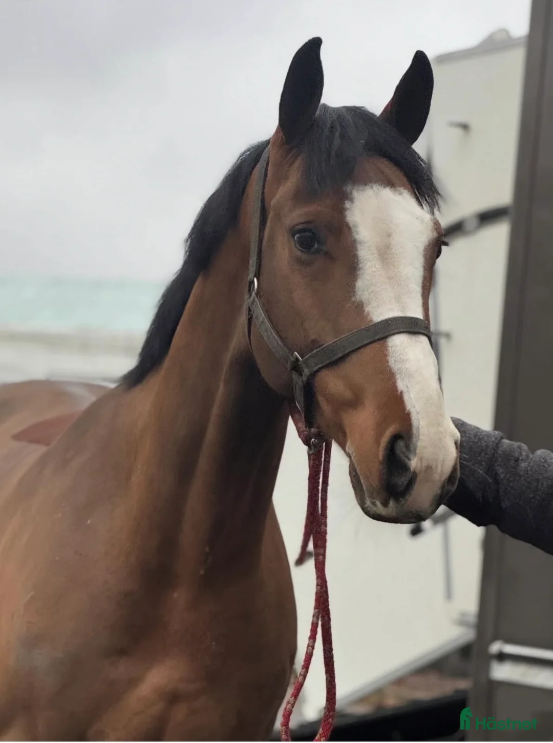 Allround hästar till salu: Snygg valack i Hindås - Annons 1