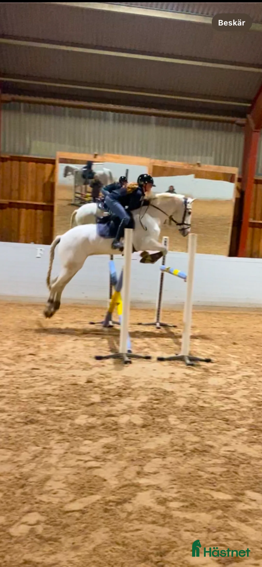 Hoppning hästar till salu: Fin D-ponny, sto, född 2011, 148 cm  - Annons 4