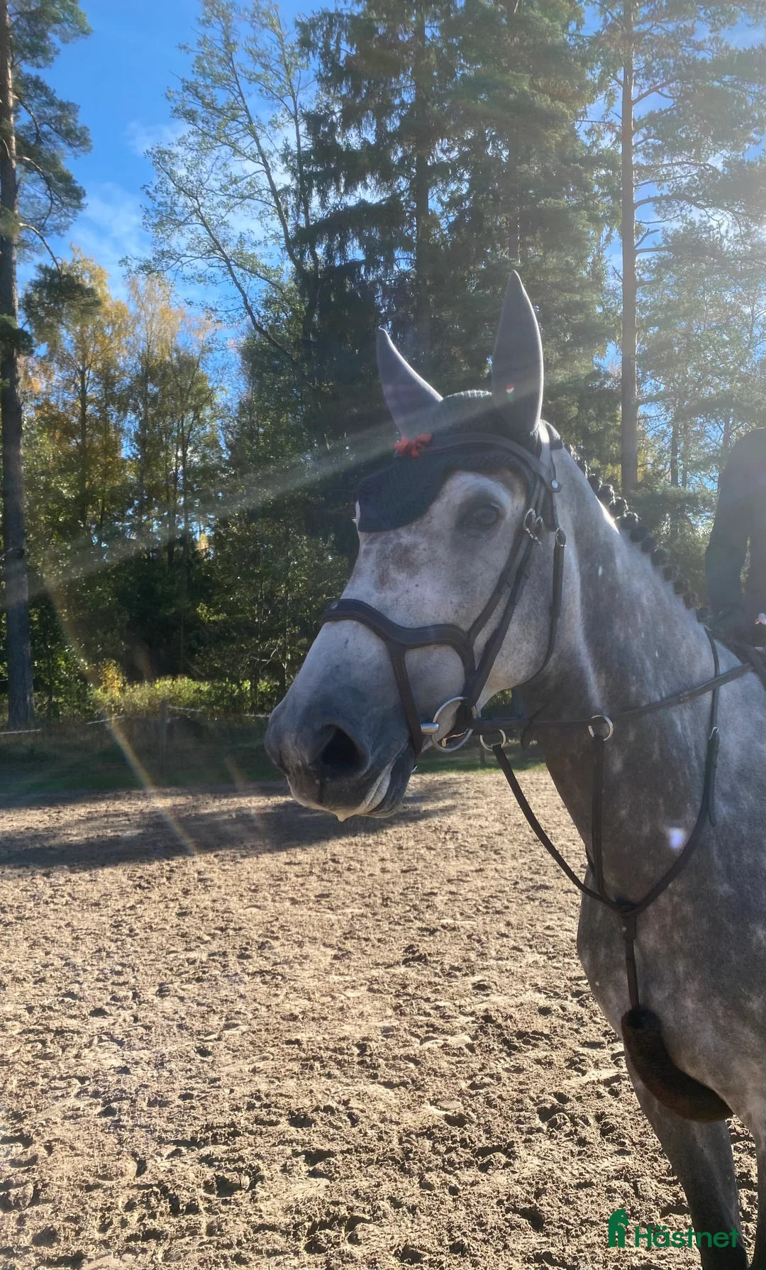 Hoppning hästar till salu: Otroligt fin hopphäst för framtiden! - Annons 1