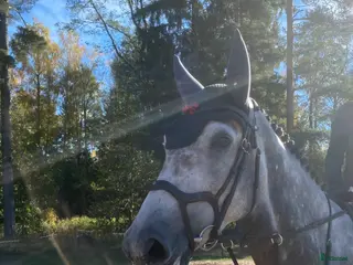 hästar Otroligt fin hopphäst för framtiden! - Annons 17