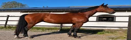 Hoppning hästar till salu: Stor kapacitet och supertemperament - Annons 3