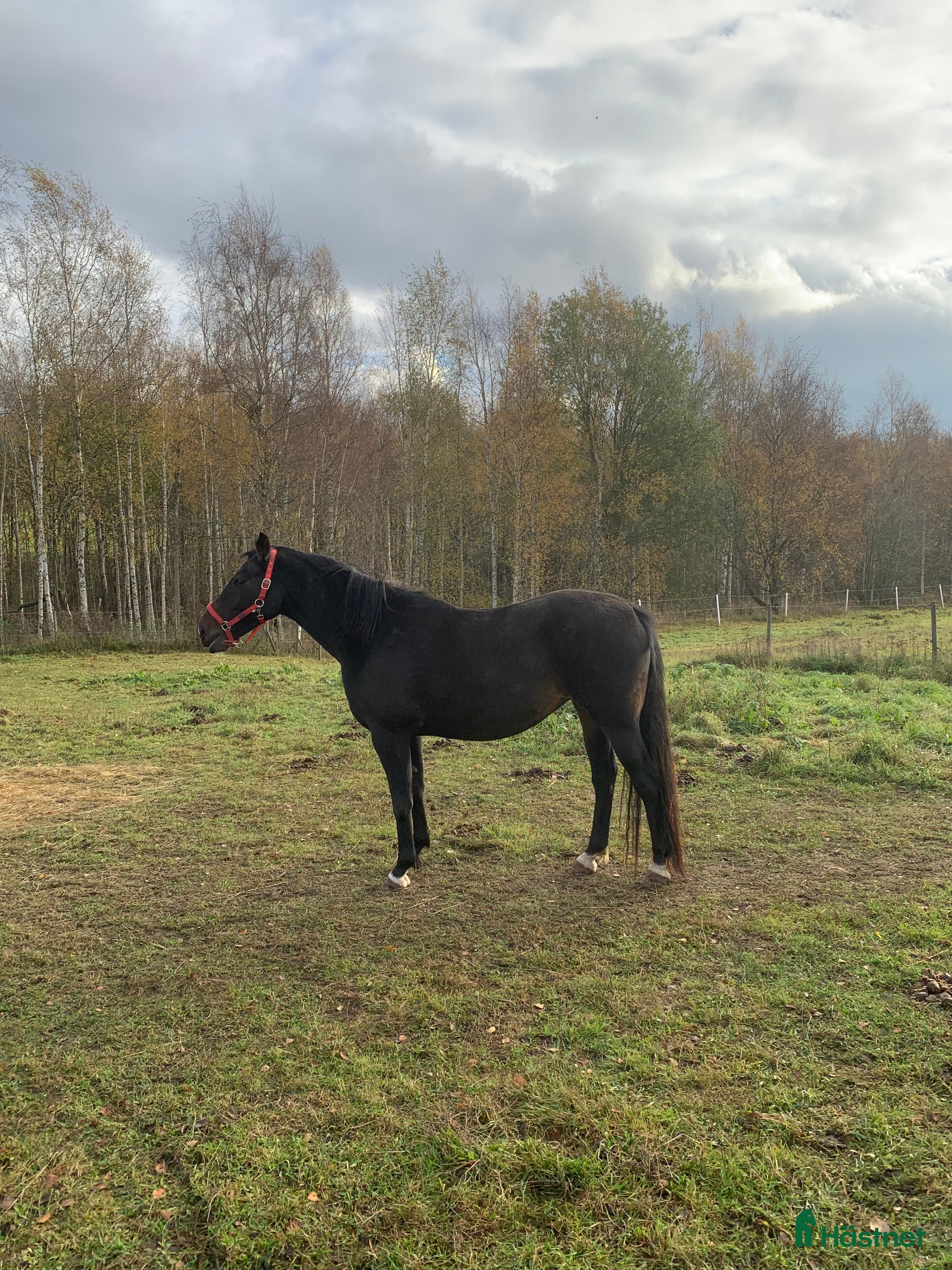  hästar Totilla - Annons 1