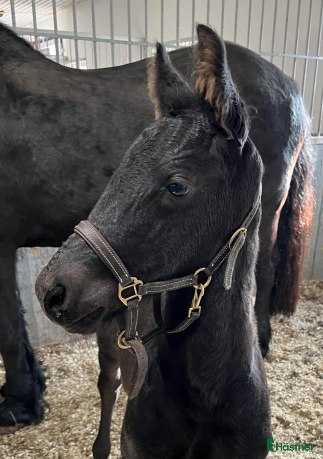 Dressyr hästar till salu: Daryan - lovande framtida sportstjärna i Upplands Väsby - Annons 3