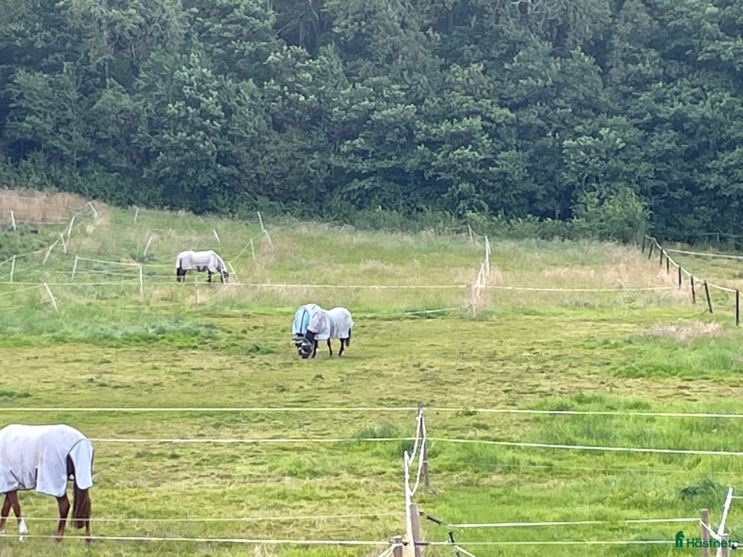  stallplats finnes: Stallplats med alla åtaganden inkluderade i Kungsbacka - Annons 4