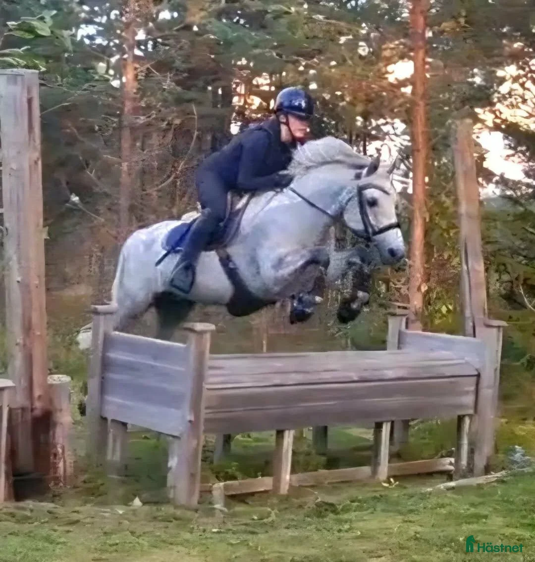 Allround hästar till salu: Charmig och försiktig C-ponny i Frösön - Annons 3