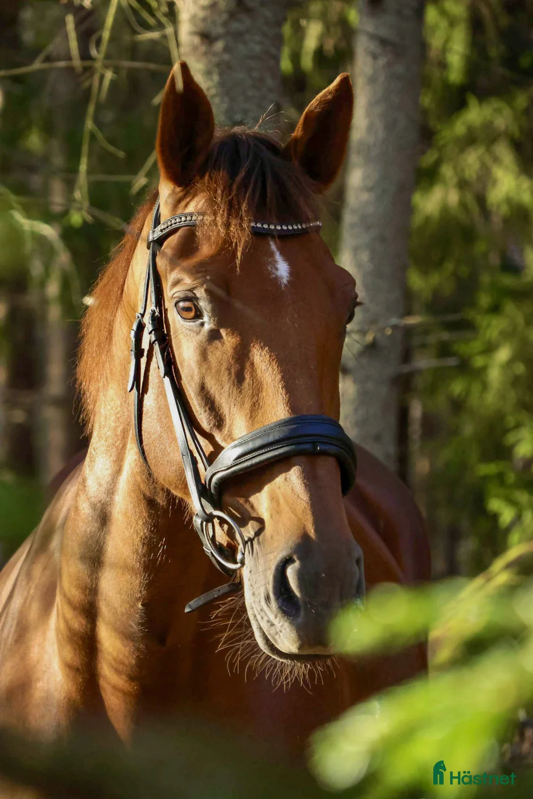 Hoppning hästar till salu: Fantastiskt hoppsto med kapacitet för mer i Västerås - Annons 2