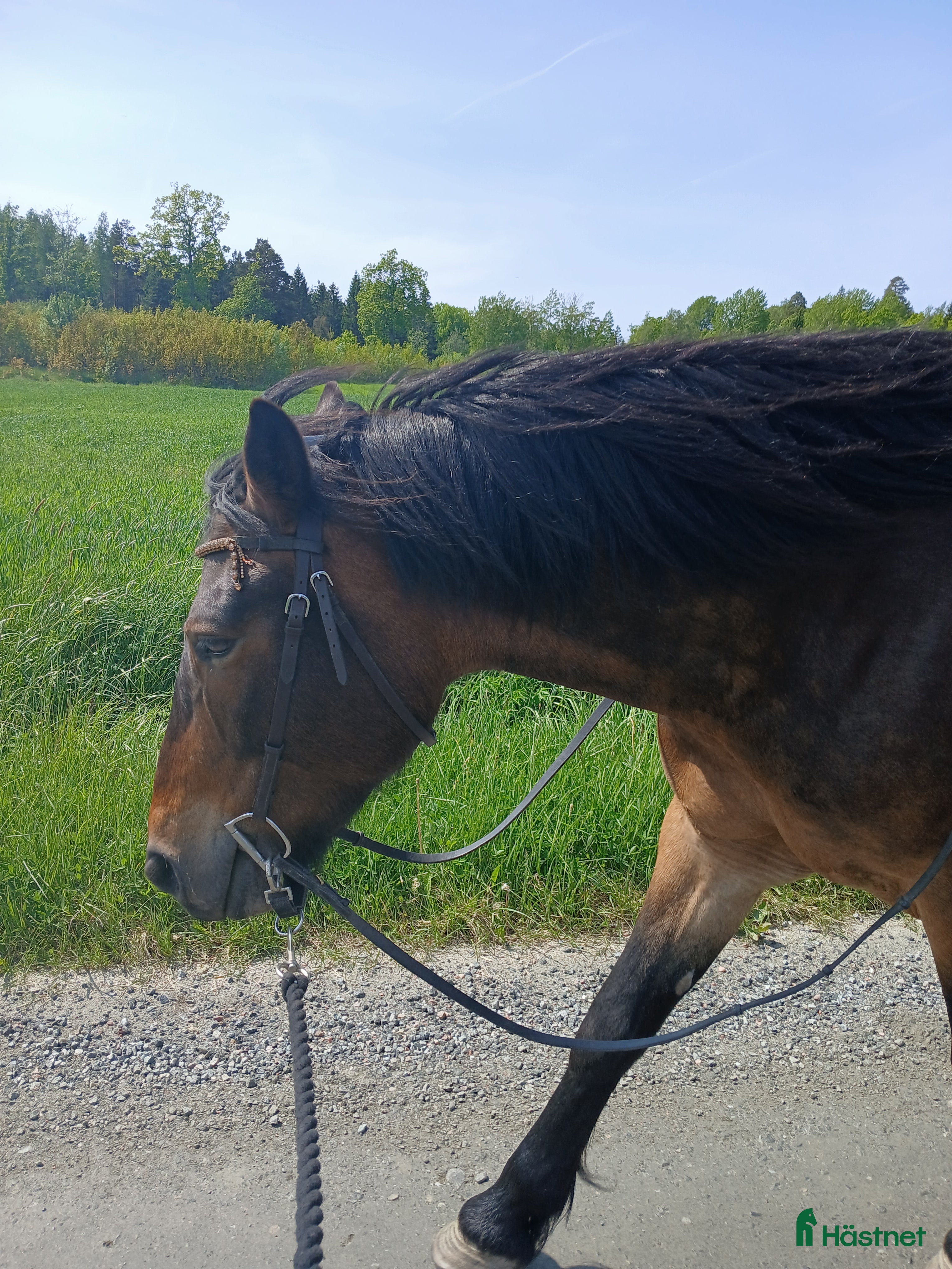  hästar Hera söker nytt hem - Annons 1