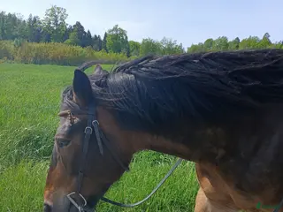 hästar Hera söker nytt hem - Annons 1