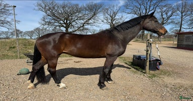  hästar Supersnällt sto för lättare ridning eller avel i Bjuv - Annons 11