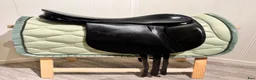 Sadlar hästutrustning till salu: Stubben dressursal  - Annons 12