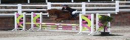Dressyr hästar till salu: Super amazing pony i Göteborg - Annons 15
