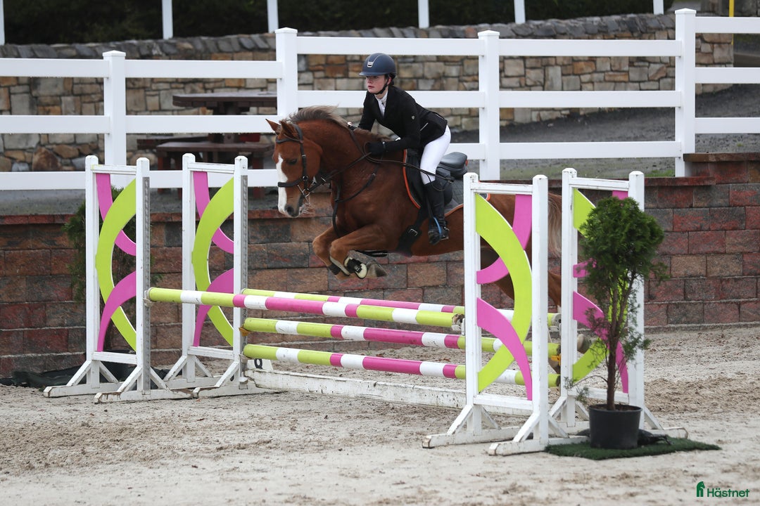 Dressyr hästar till salu: Super amazing pony i Göteborg - Annons 15