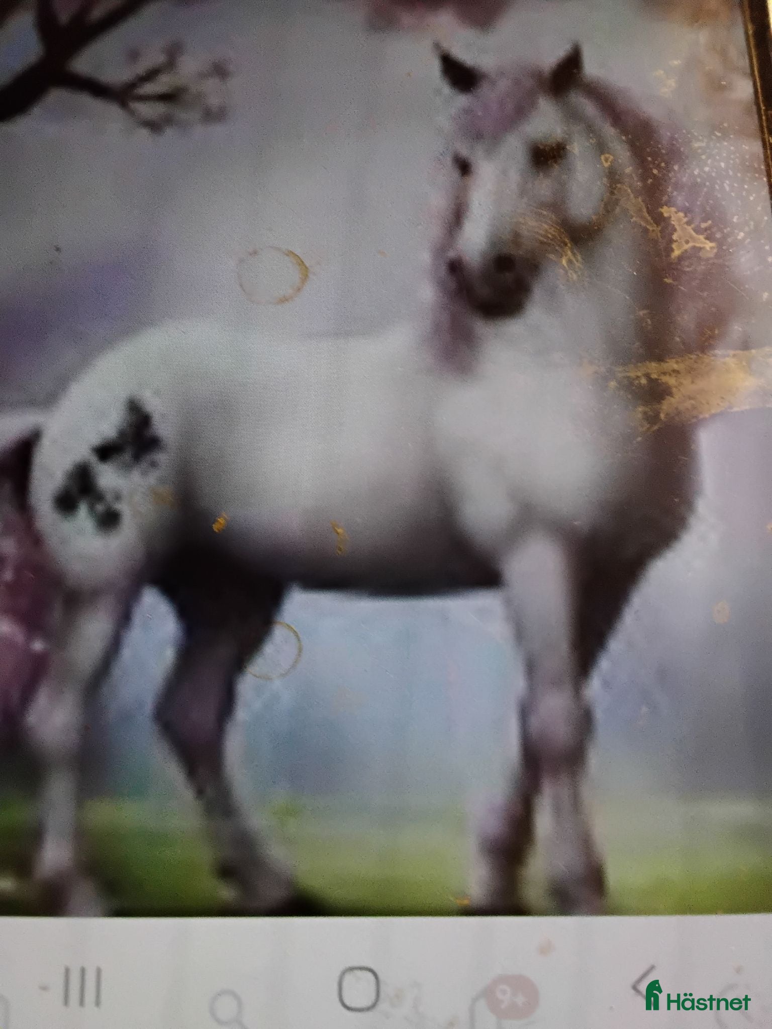  hästar Shetlandponny köpes,sto el valack - Annons 2