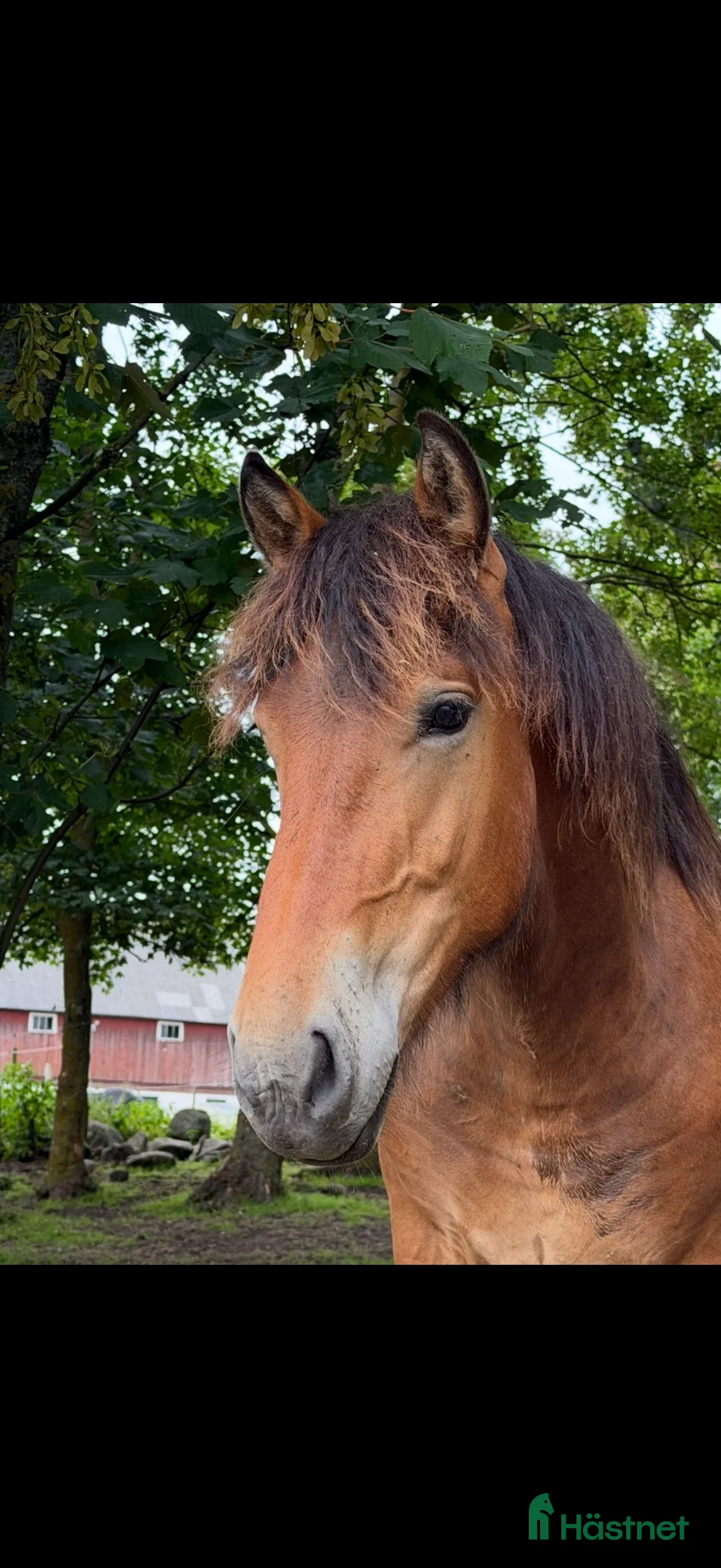 Allround hästar till salu: Frieser/ardenner - Annons 2