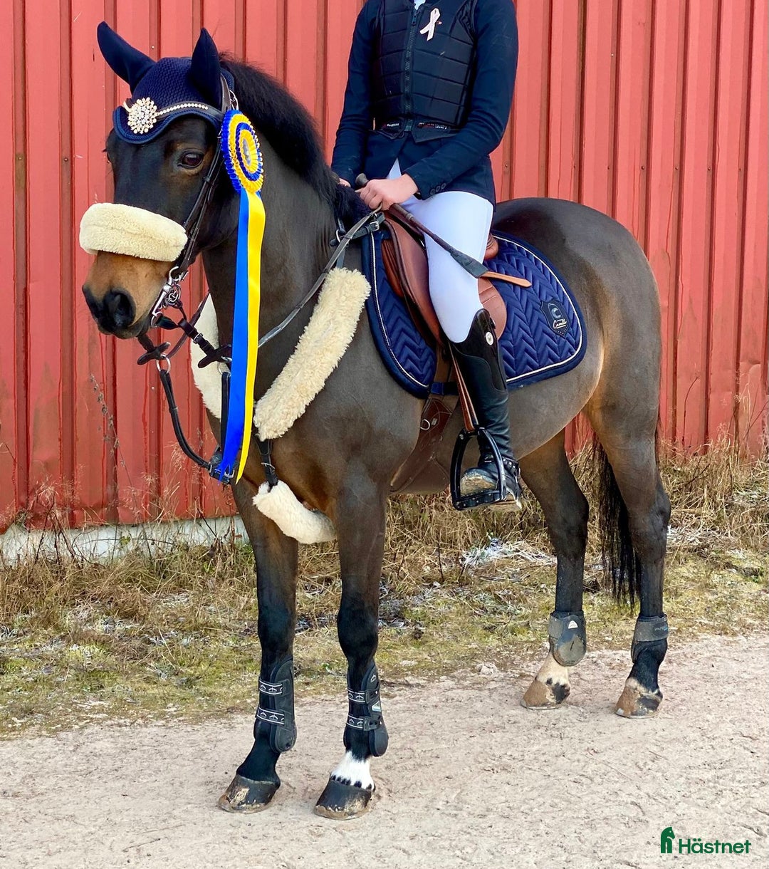 Hoppning hästar till salu: En på miljonen  i Fjärås - Annons 1