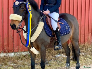 Hoppning hästar till salu: En på miljonen i Fjärås - Annons 1