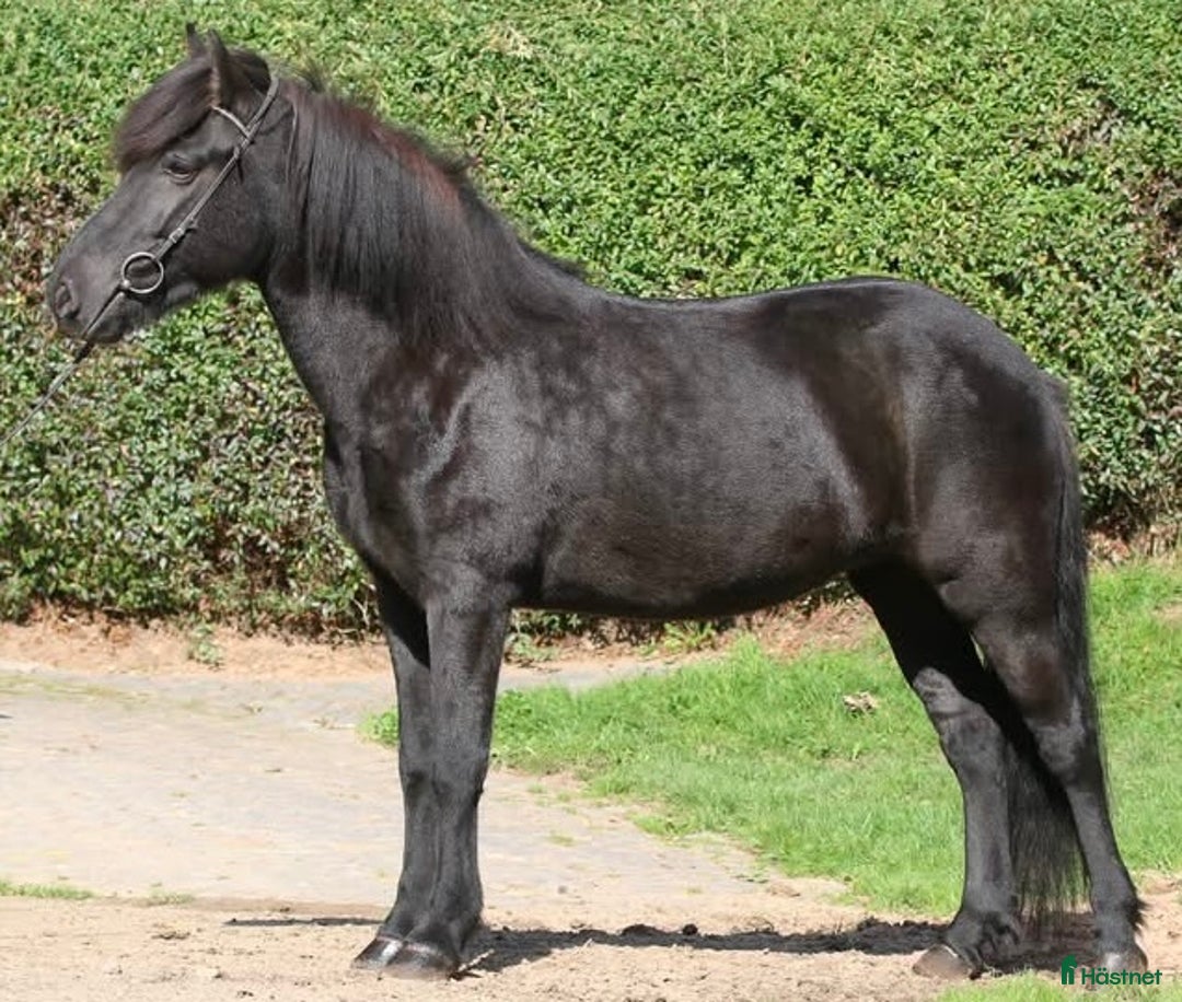  foderhäst finnes: FODER - AVEL i Fagerhult - Annons 2